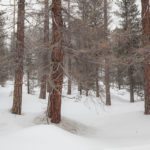 schneebedeckte Bäume im Camping Morteratsch