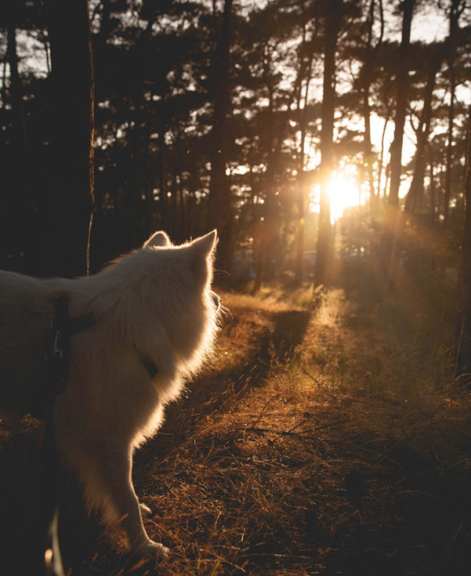 Hund im Wald Campingplatz Nonnewitz bei Sonnenuntergang