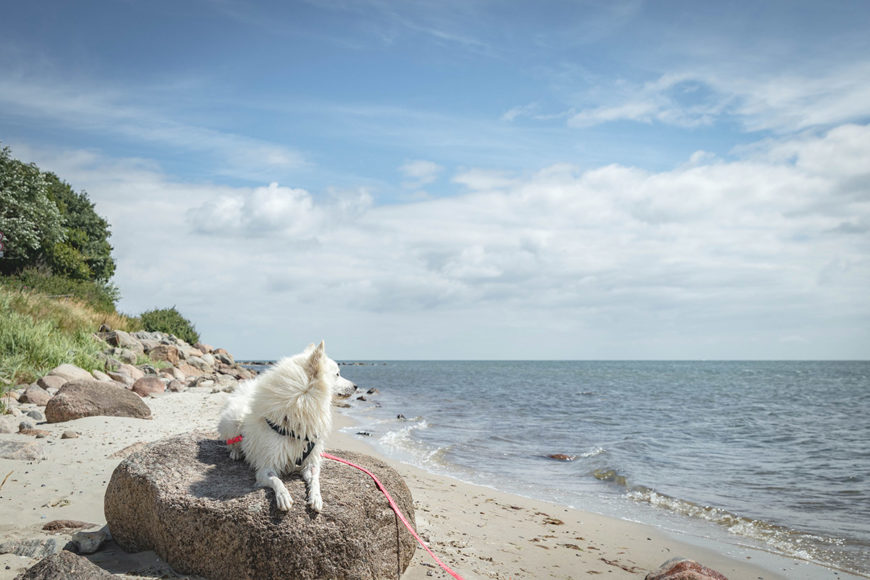 Hund Jamiro auf Fehmarn am Strand Fehmarnsund