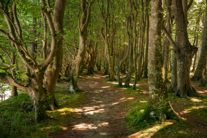 Der Märchenwald mit Laubbäumen bei Dranske und Schwarbe auf Wittow, Insel Rügen